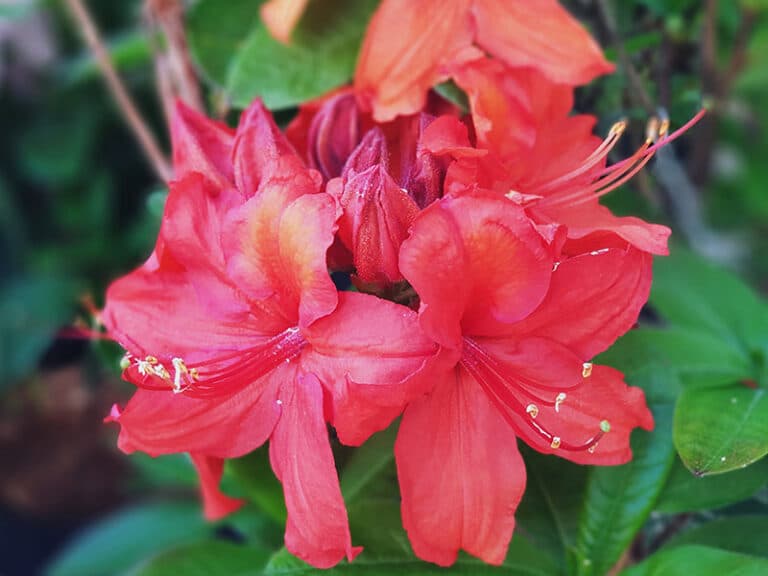 Rhododendron mit roter Blüte