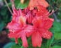 Rhododendron mit roter Blüte