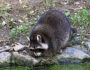 Waschbär am Gartenteich