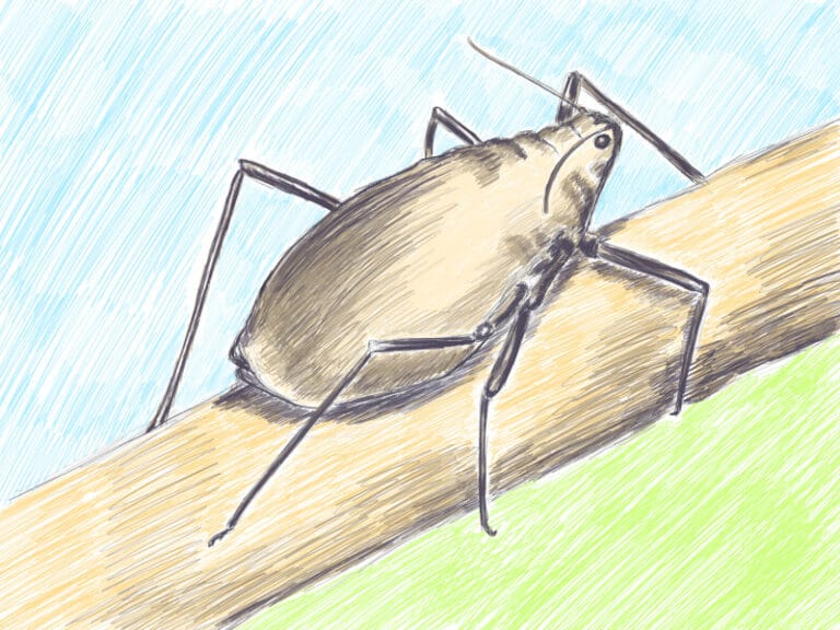 Lachninae Illustration