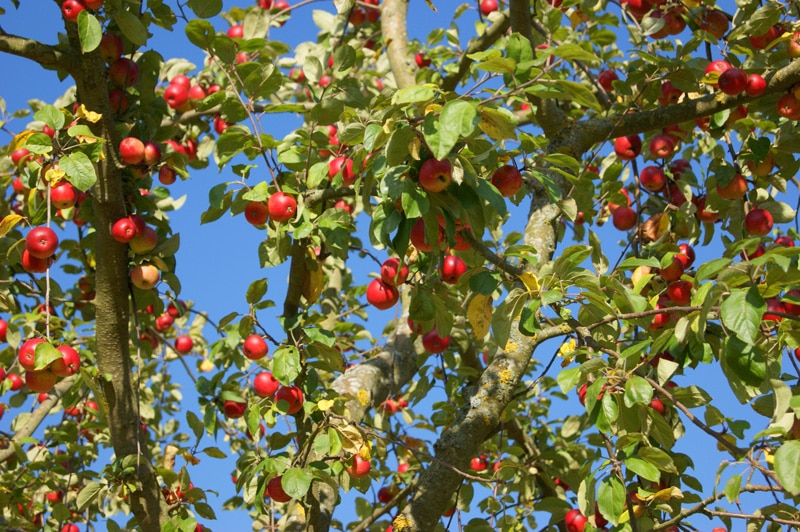 Apfelbaum mit roten Äpfeln vor blauem Himmel