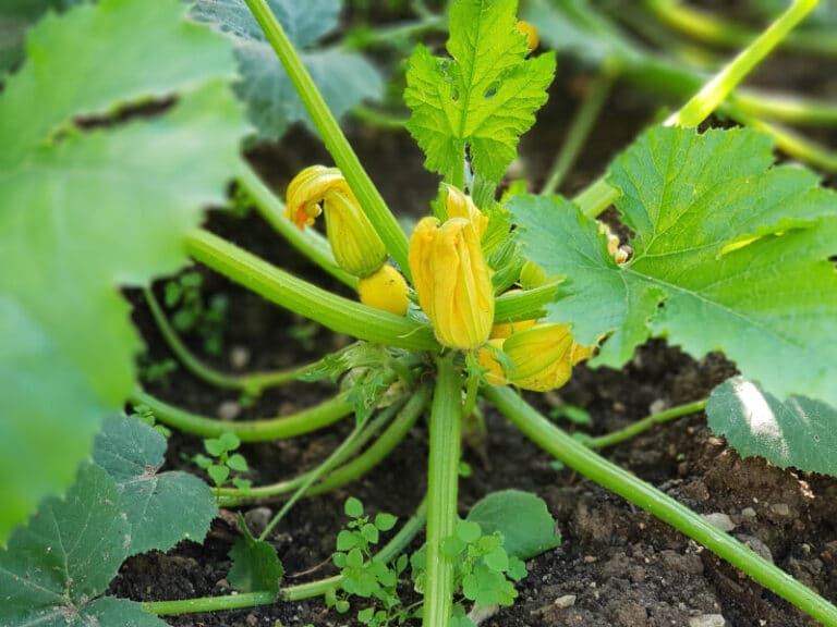 Gelbe Zucchini im Garten