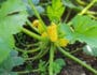 Gelbe Zucchini im Garten