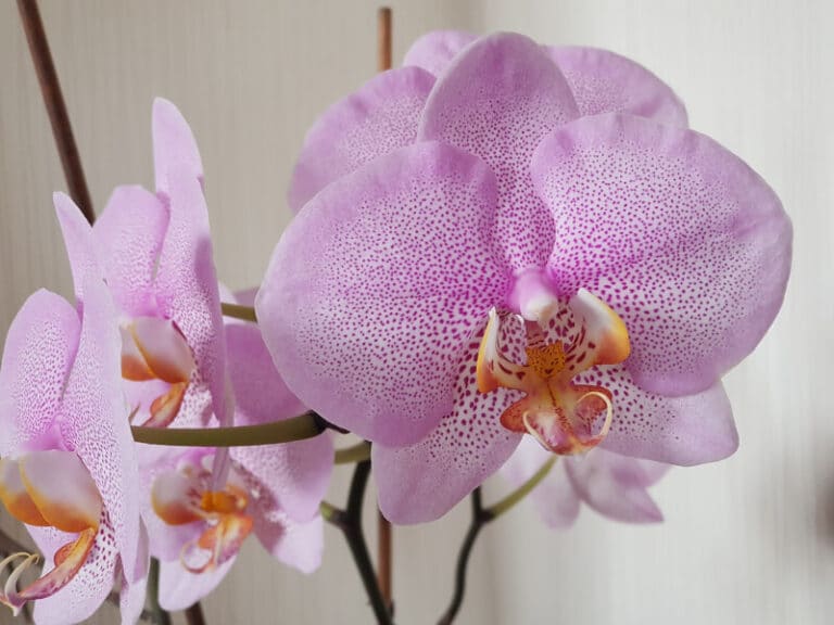 Gepflegte Orchidee