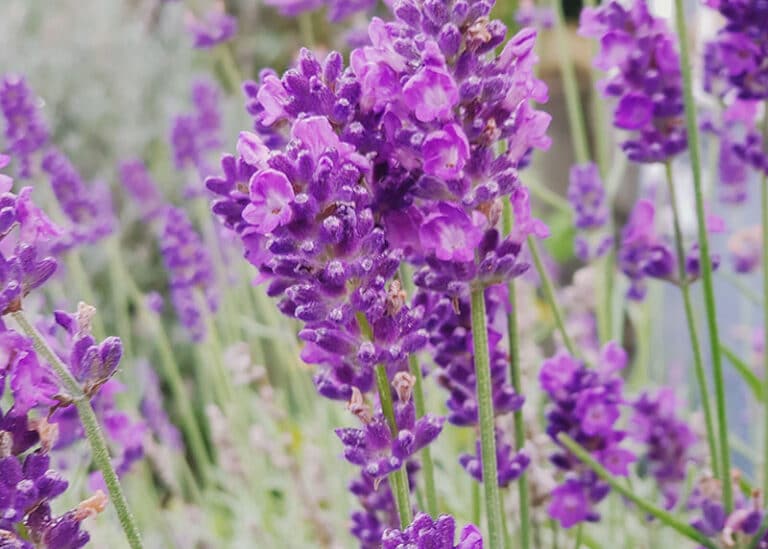 Gepflegter Lavendel