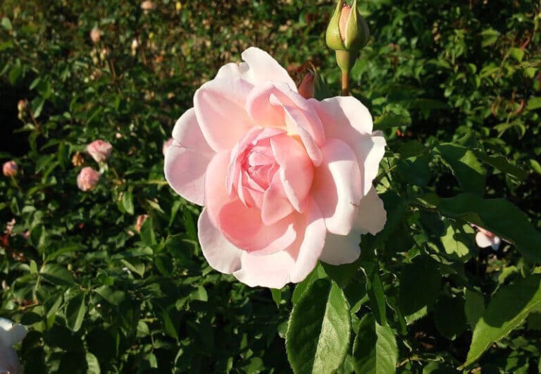 Rose im Garten