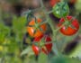 Tomatenpflanze im Garten