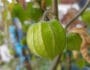 Physalis im Garten