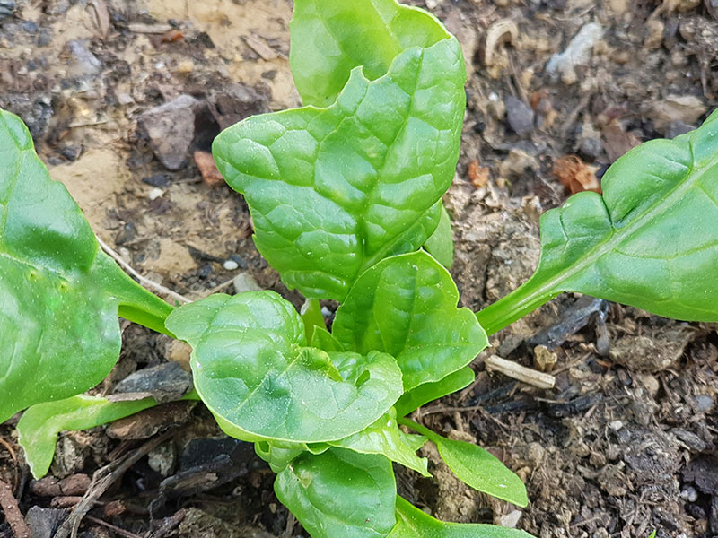 Spinat im Garten
