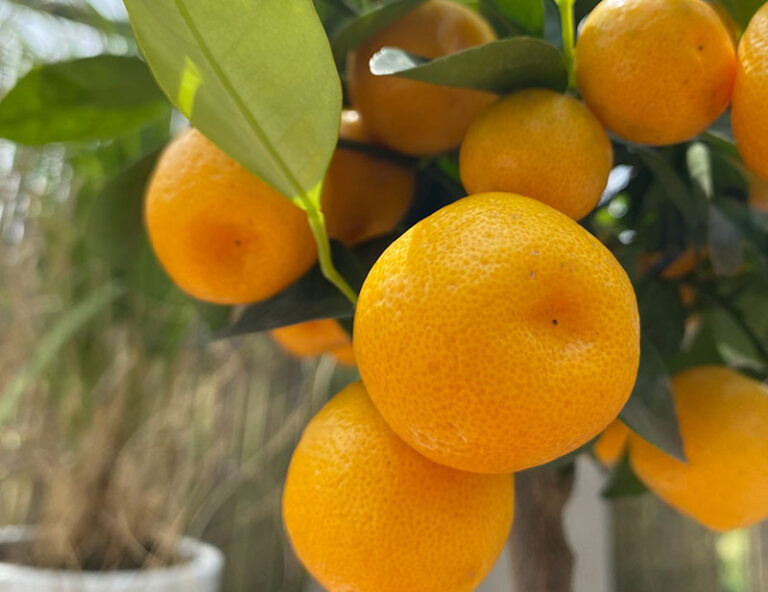 Zwergorangen am Kumquat-Baum