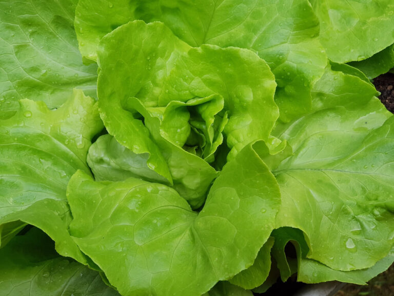 Kopfsalat im Garten