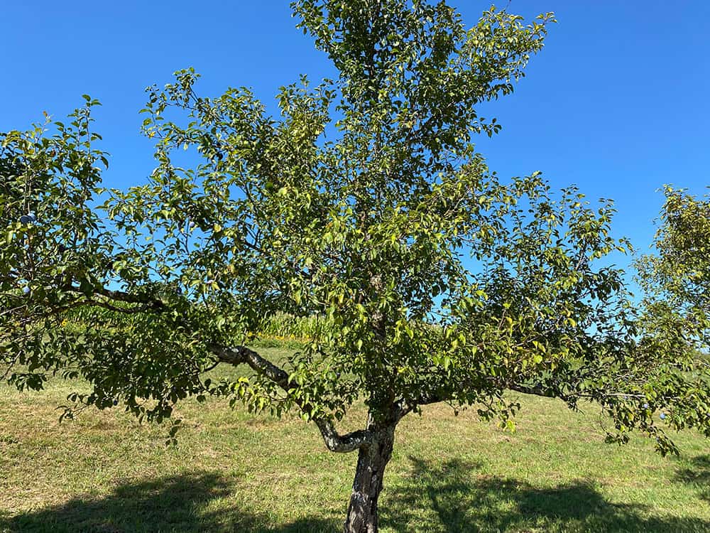 Pflaumenbaum auf dem Feld